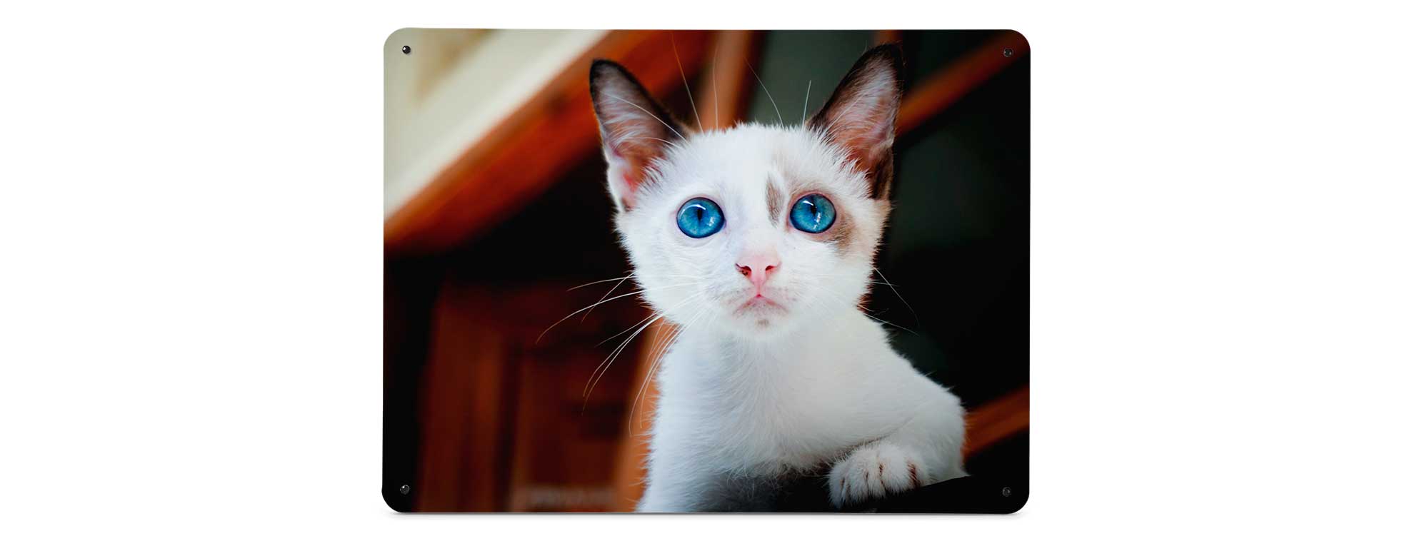 example of a Create Your Own magnetic notice board featuring a pet kitten