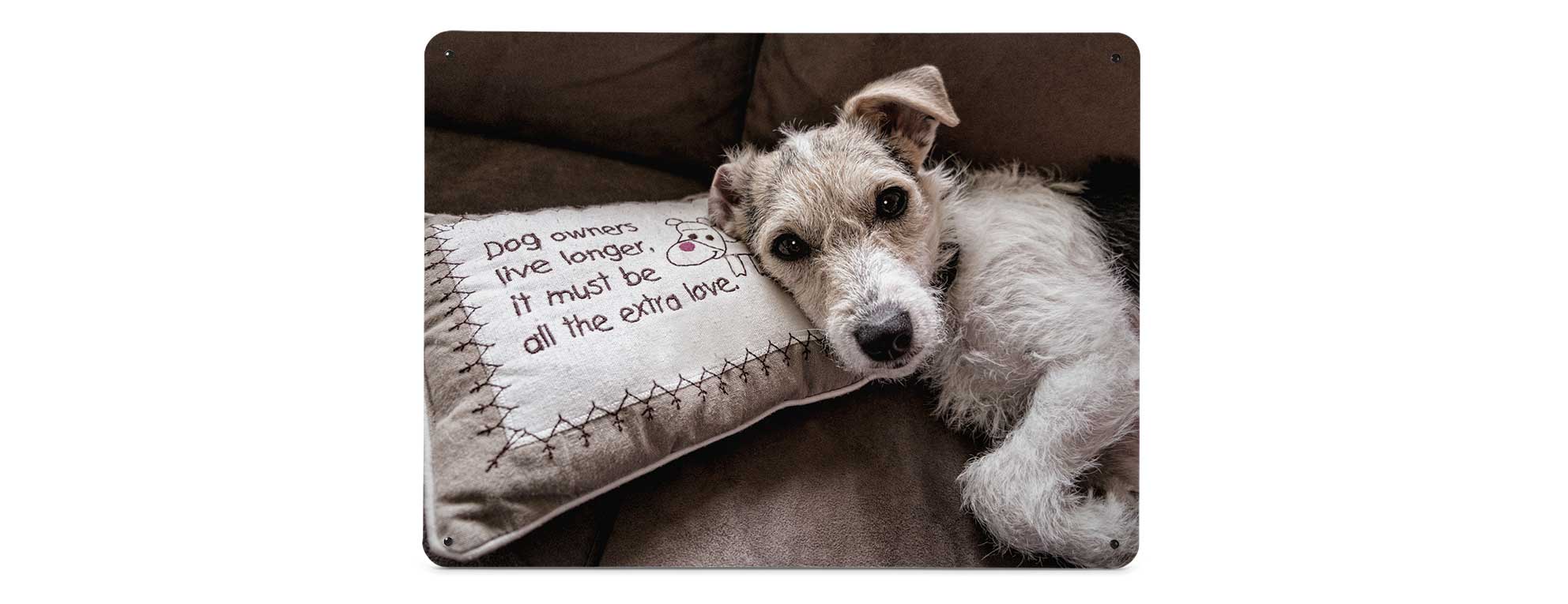 example of a Create Your Own magnetic notice board featuring a pet dog