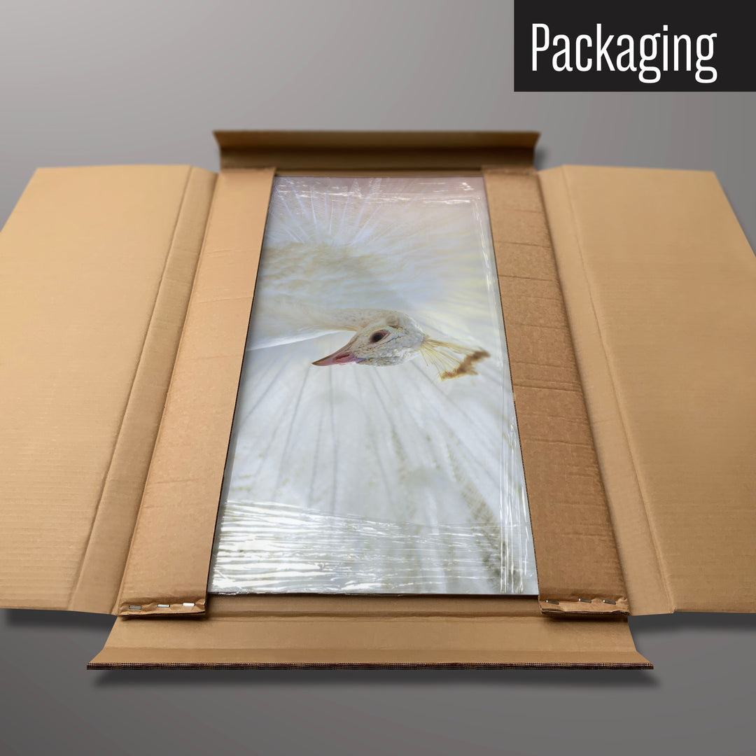 A white peacock magnetic board in it’s cardboard packaging