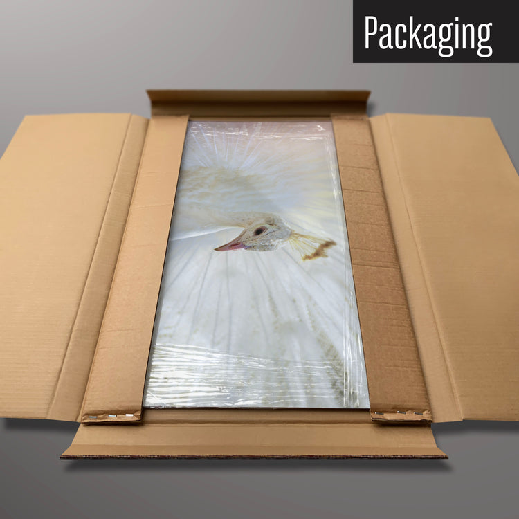 A white peacock magnetic board in it’s cardboard packaging