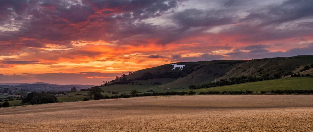 The Westbury white horse cut into the chalk downs at sunset, the fields running back to the hills