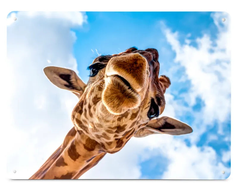 An example Create Your Own magnetic board printed with a photograph