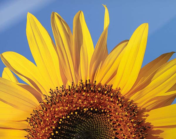 closeup of sunflower magnetic notice board