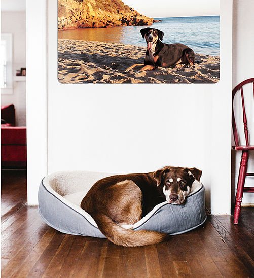 image shows a dog sleeping in a basket with a Create Your Own magnetic board above featuring a photo of the same dog on a sandy beach
