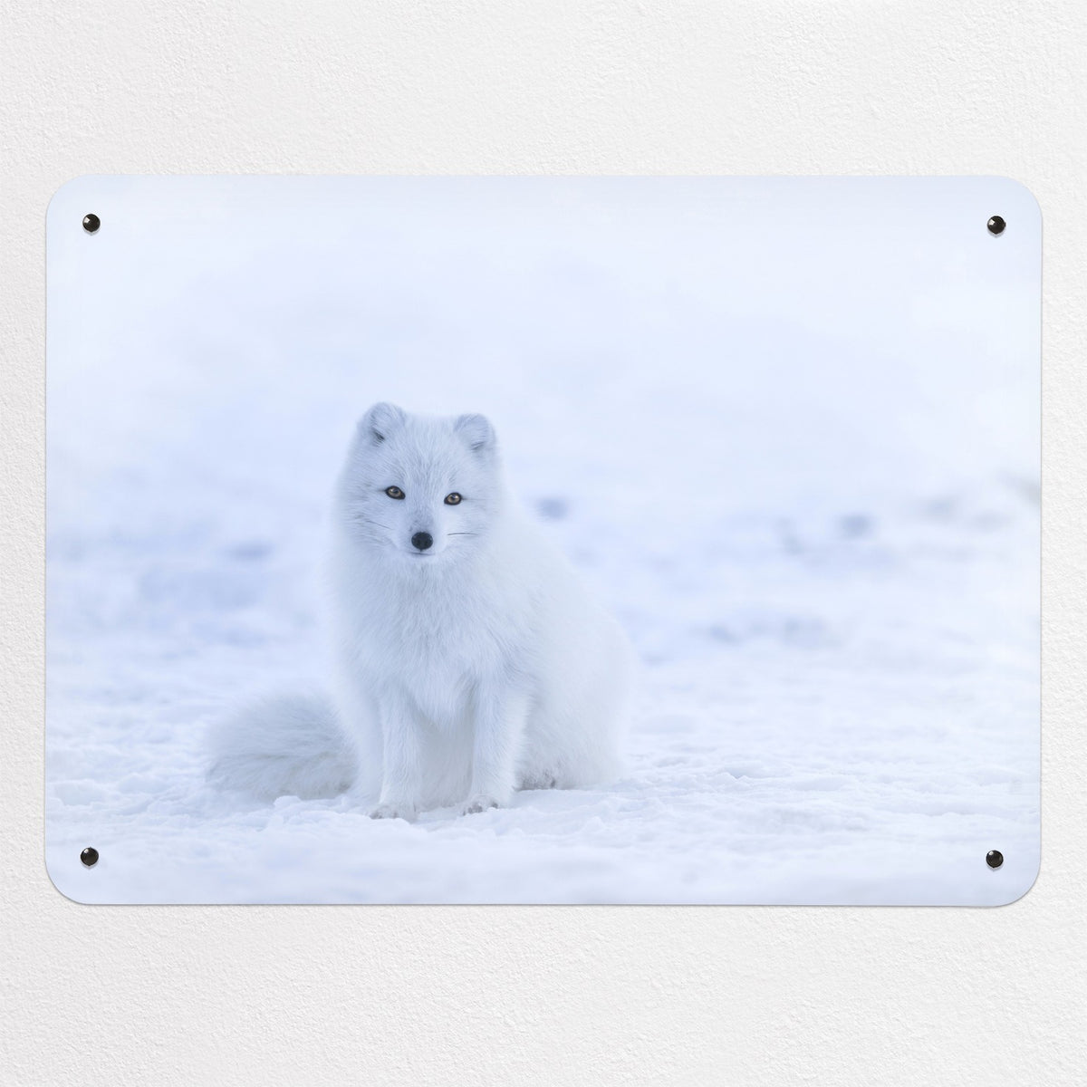 Artic Fox magnetic notice board, medium size, 75 × 55 cm