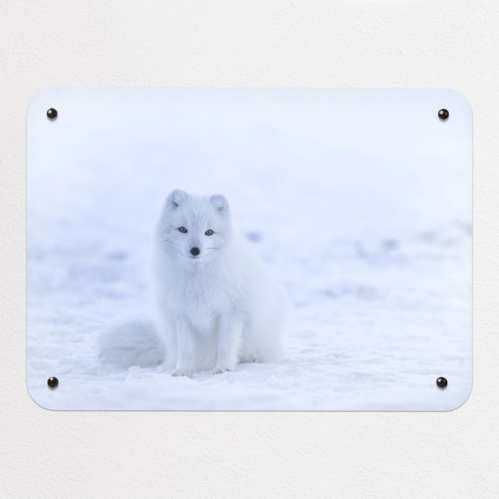 Artic Fox magnetic notice board, small size, 55 × 40 cm