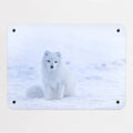 Artic Fox magnetic notice board, small size, 55 × 40 cm