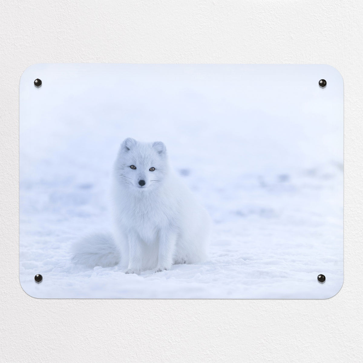 Artic Fox magnetic notice board, small size, 55 × 40 cm