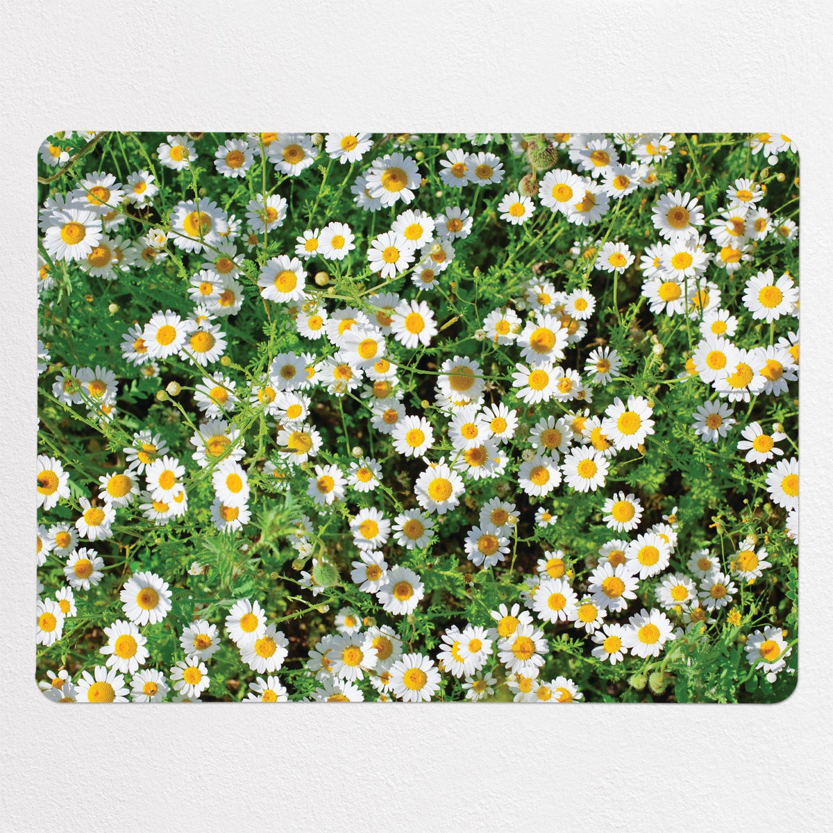 Daisies magnetic notice board in Daisies, large size, 100 × 75 cm