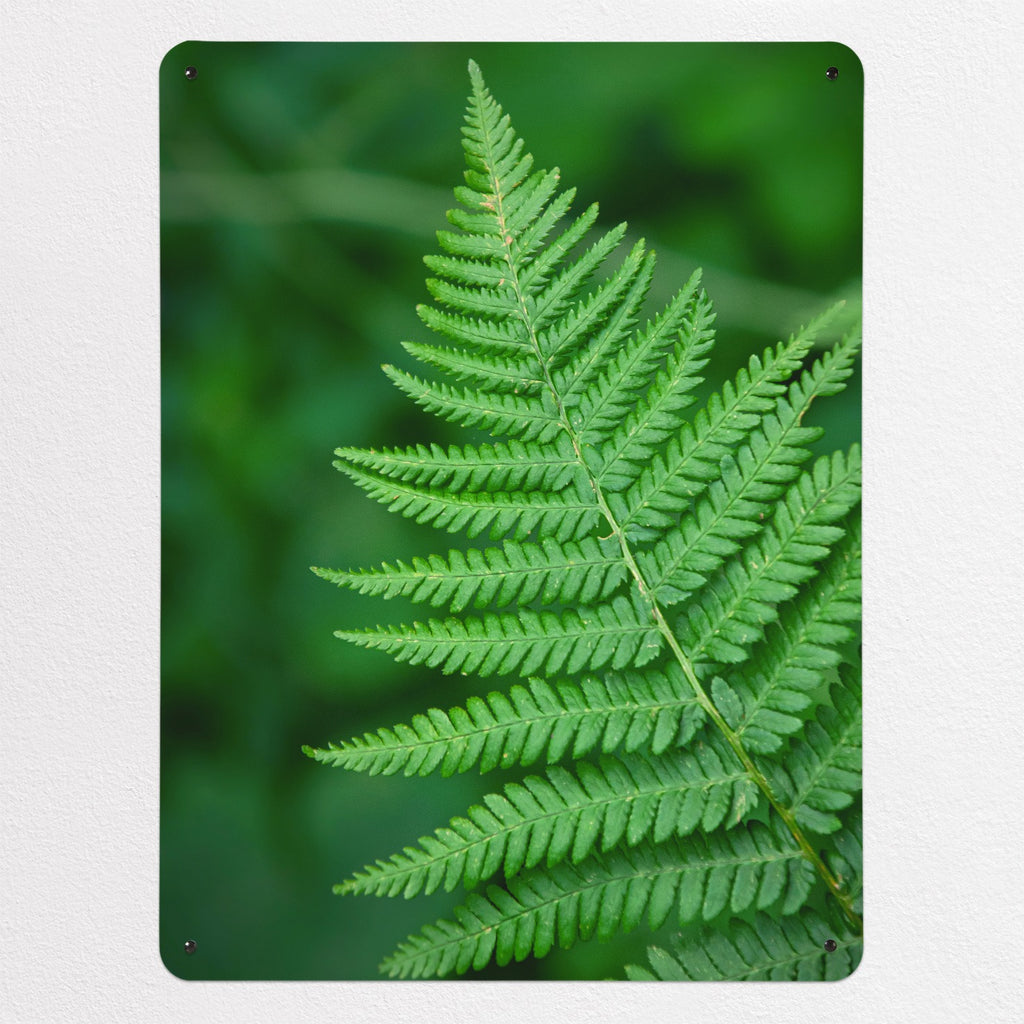 Fern magnetic notice board, large size, 75 × 100 cm