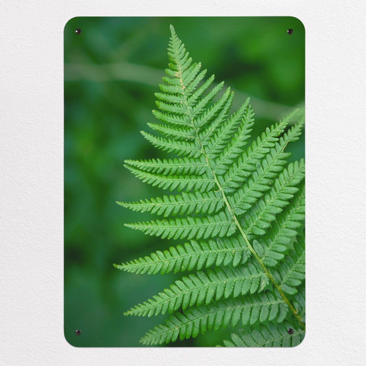Fern magnetic notice board, medium size, 55 × 75 cm