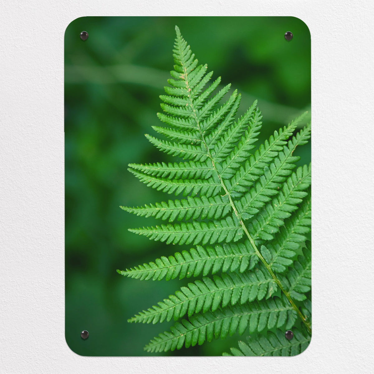 Fern magnetic notice board, small size, 40 × 55 cm