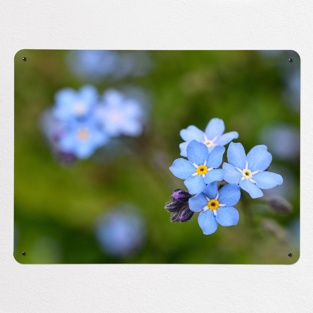 Forget Me Not magnetic notice board, large size, 100 × 75 cm