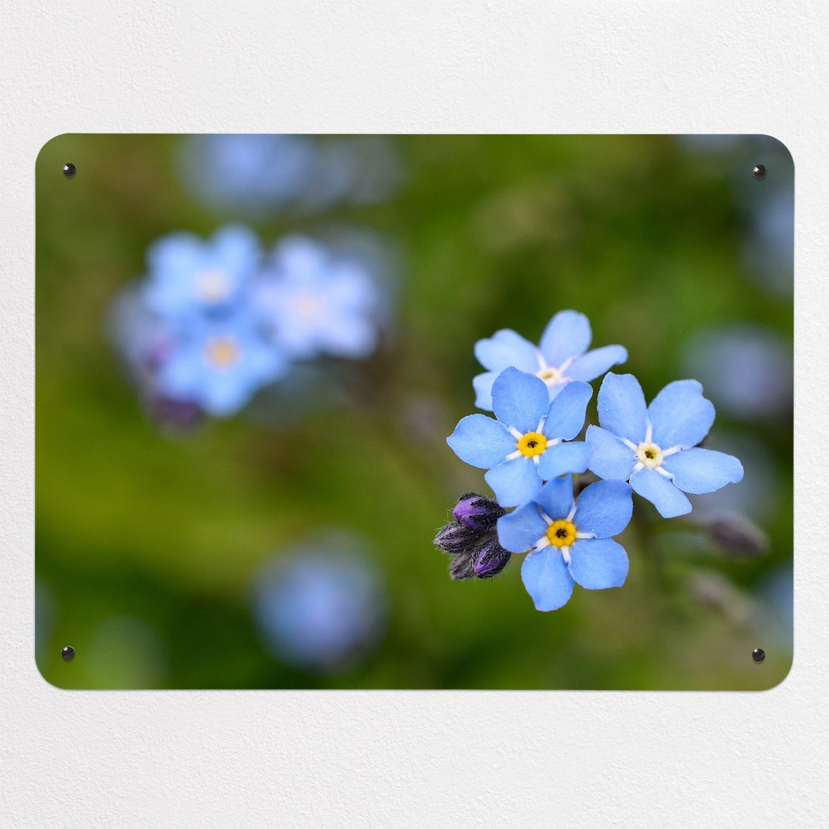 Forget Me Not magnetic notice board, medium size, 75 × 55 cm