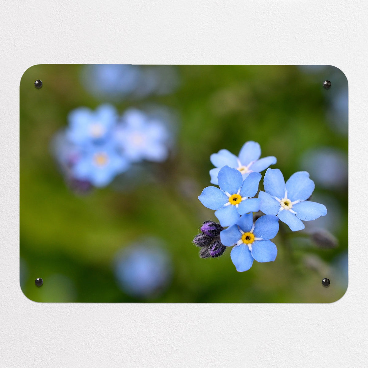 Forget Me Not magnetic notice board, small size, 55 × 40 cm