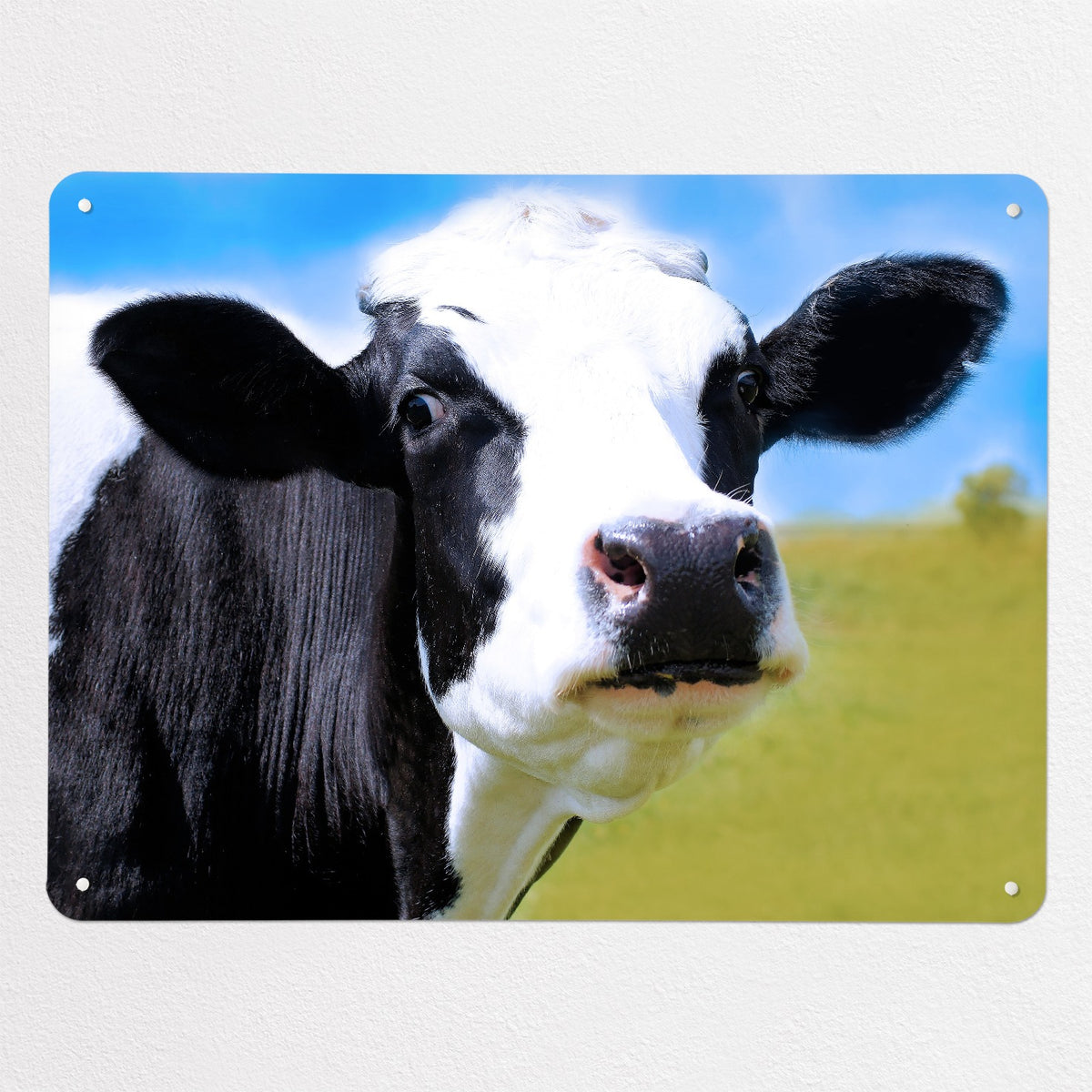 Friesian Cow magnetic notice board, large size, 100 × 75 cm