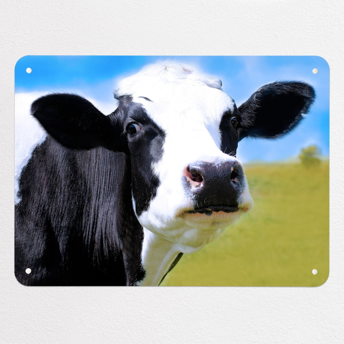 Friesian Cow magnetic notice board, medium size, 75 × 55 cm