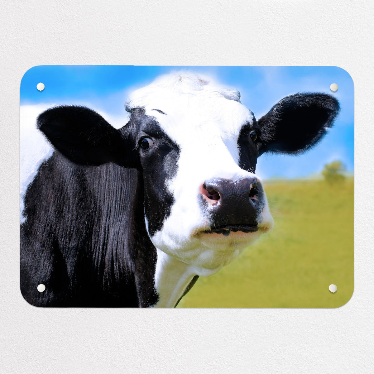 Friesian Cow magnetic notice board, small size, 55 × 40 cm