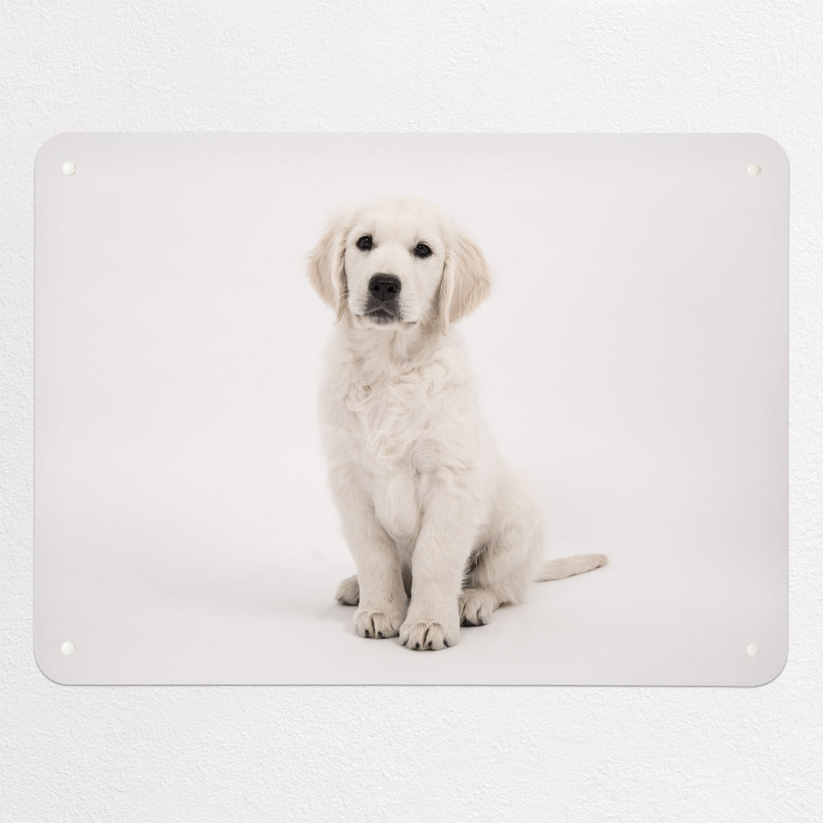 Golden Retriever Puppy magnetic notice board, medium size, 75 × 55 cm