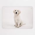 Golden Retriever Puppy magnetic notice board, small size, 55 × 40 cm