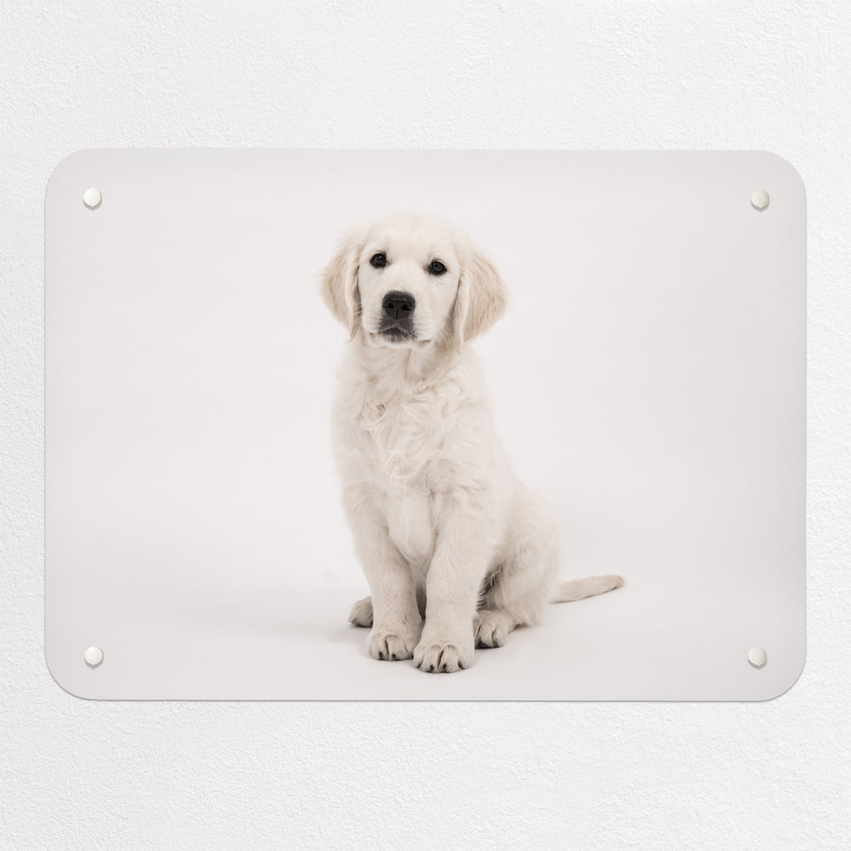 Golden Retriever Puppy magnetic notice board, small size, 55 × 40 cm
