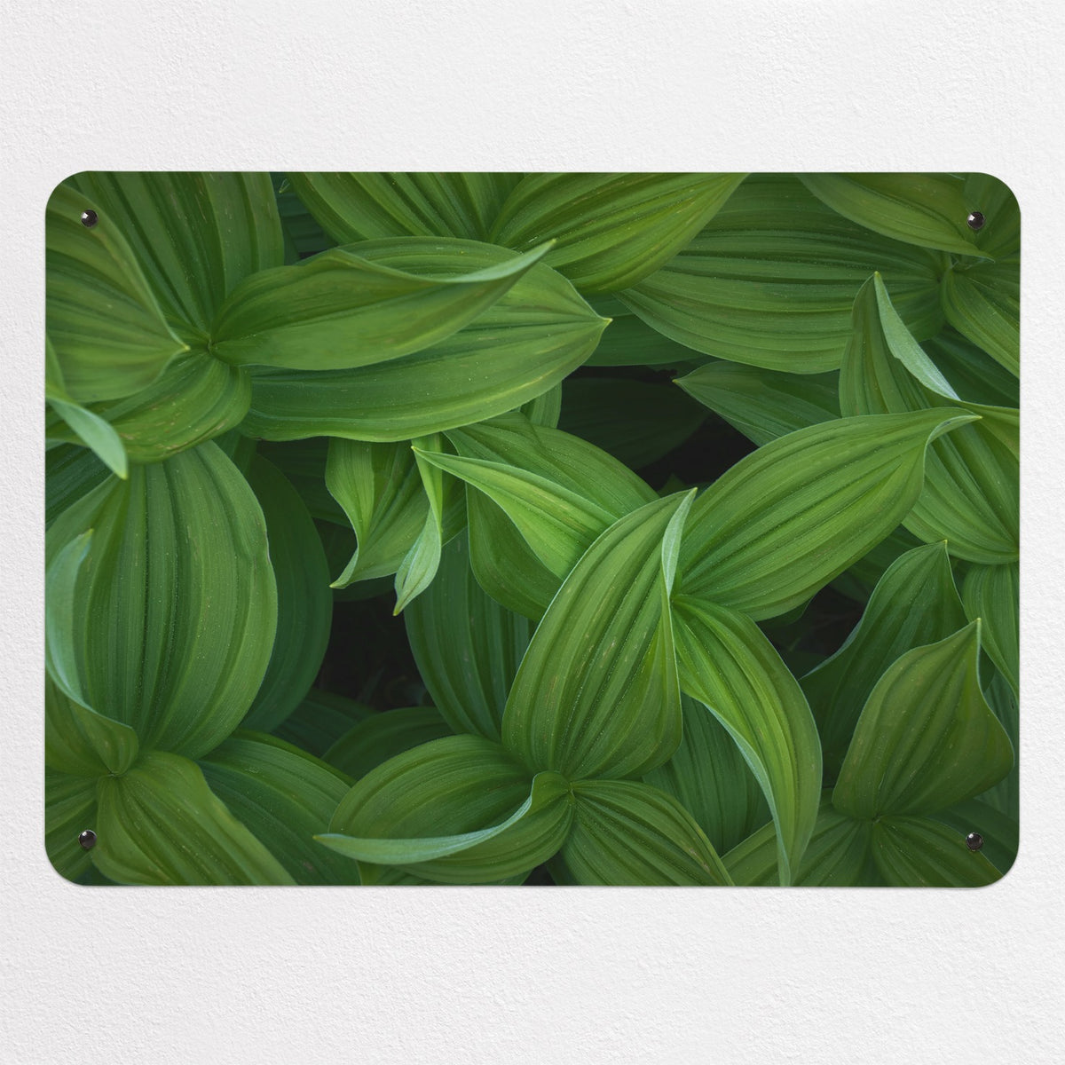 Green Leaves magnetic notice board, medium size, 75 × 55 cm