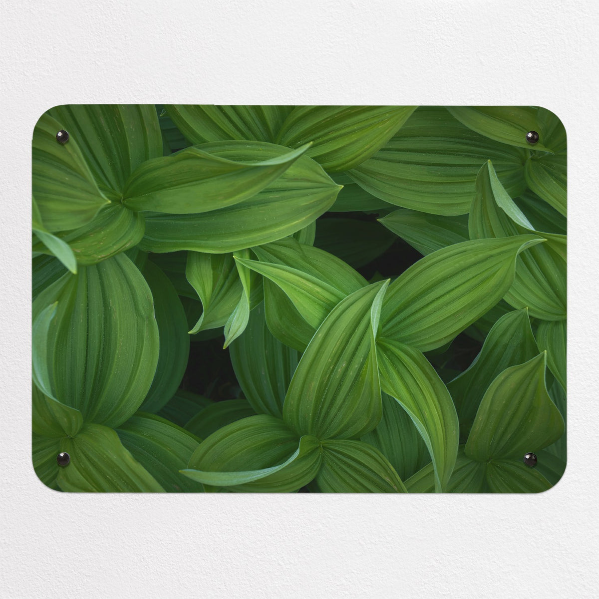 Green Leaves magnetic notice board, small size, 55 × 40 cm