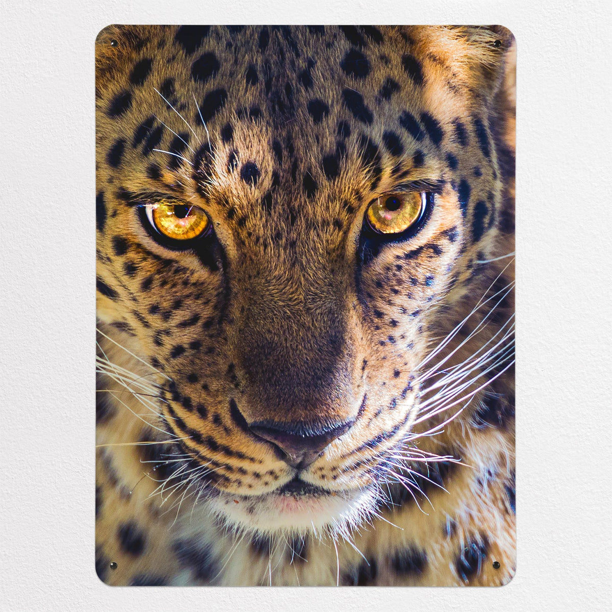 Leopard Face magnetic notice board, large size, 75 × 100 cm