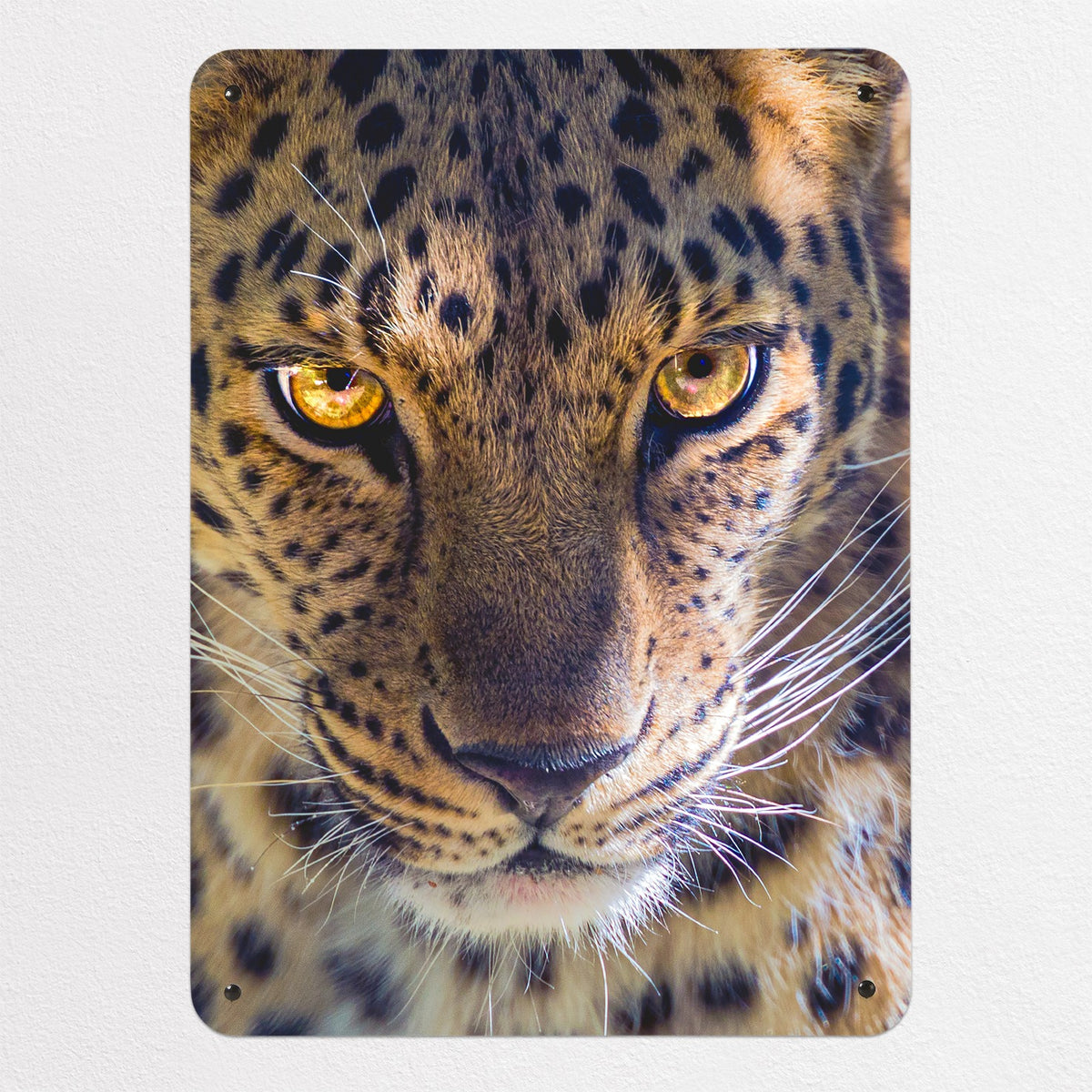 Leopard Face magnetic notice board, medium size, 55 × 75 cm