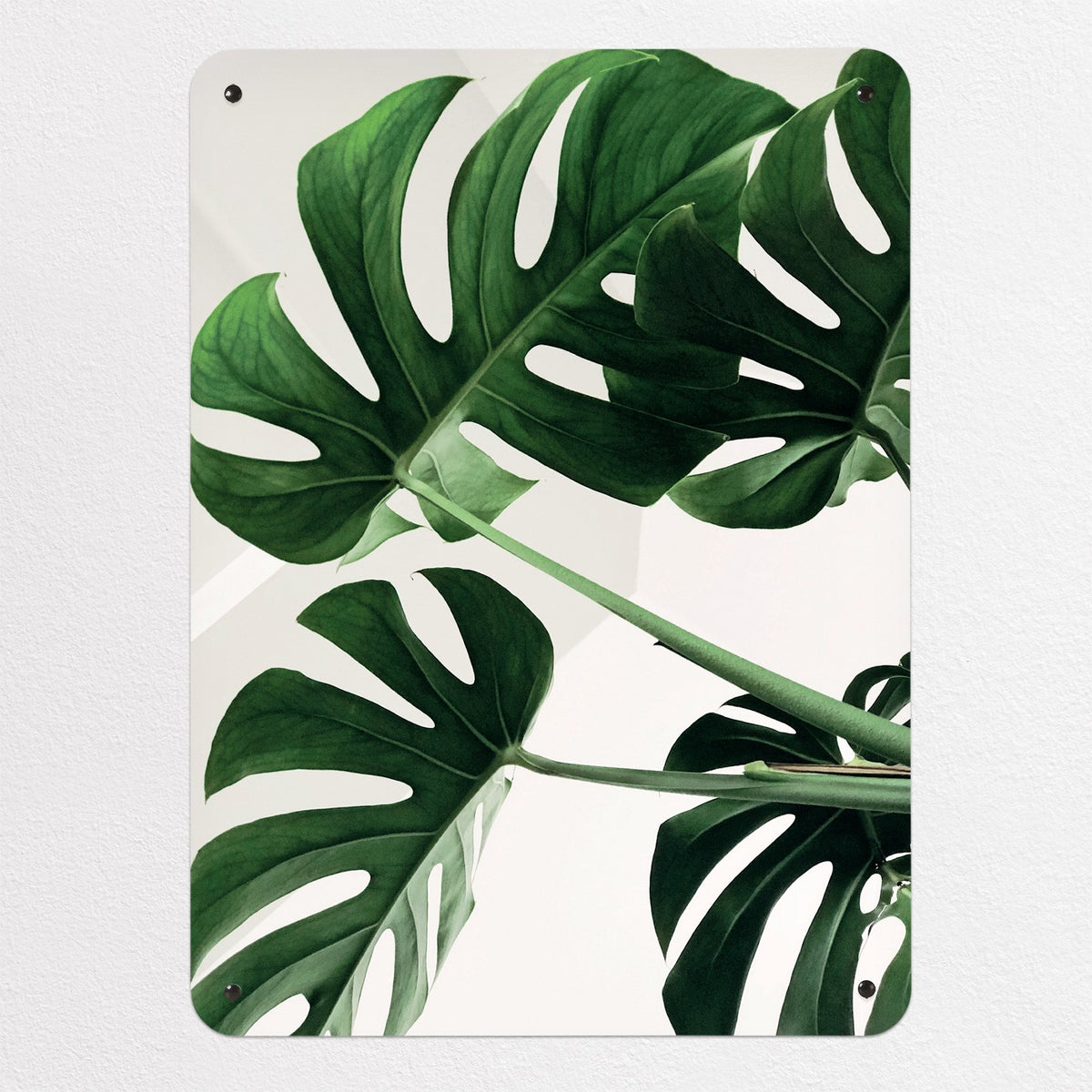 Monstera Plant magnetic notice board, medium size, 55 × 75 cm