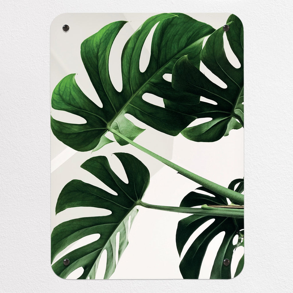 Monstera Plant magnetic notice board, small size, 40 × 55 cm