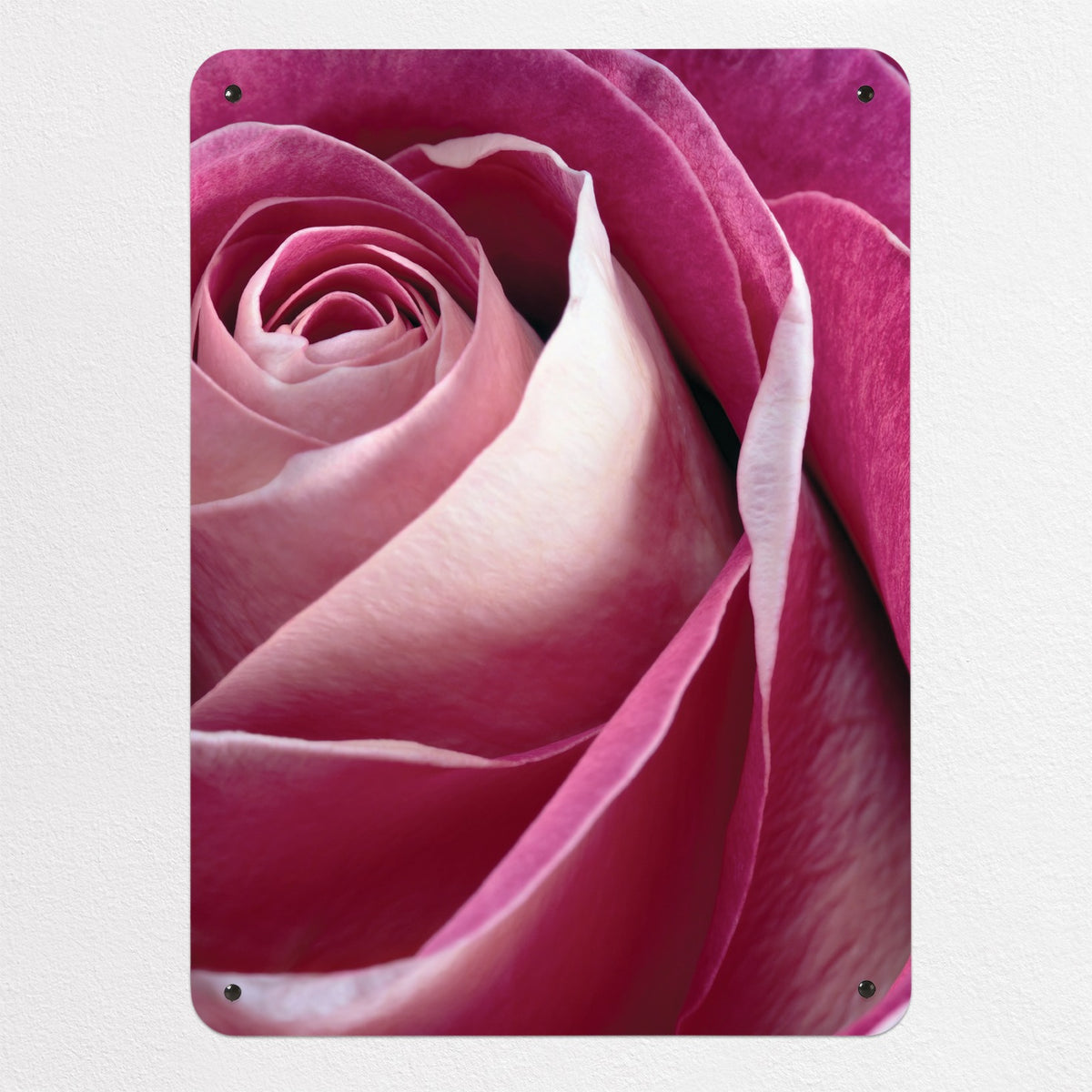 Pink Rose magnetic notice board in Pink Rose, medium size, 55 × 75 cm