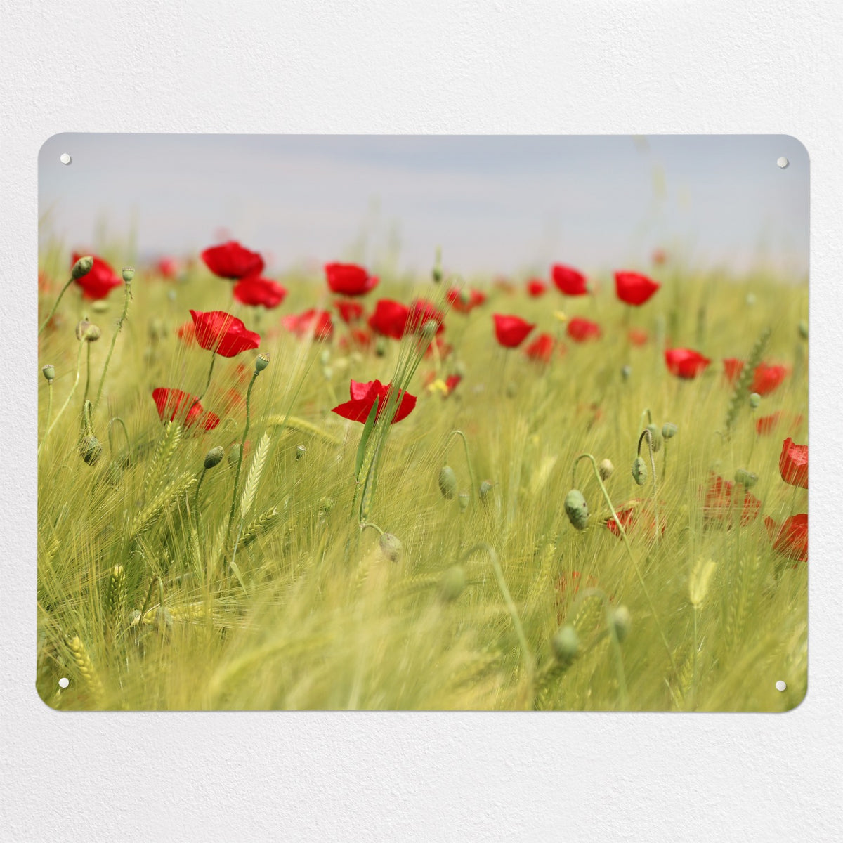 Poppy Field magnetic notice board, large size, 100 × 75 cm