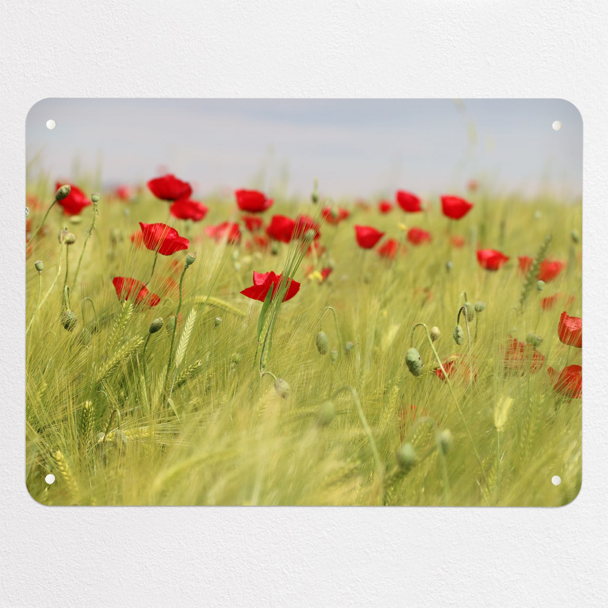 Poppy Field magnetic notice board, medium size, 75 × 55 cm