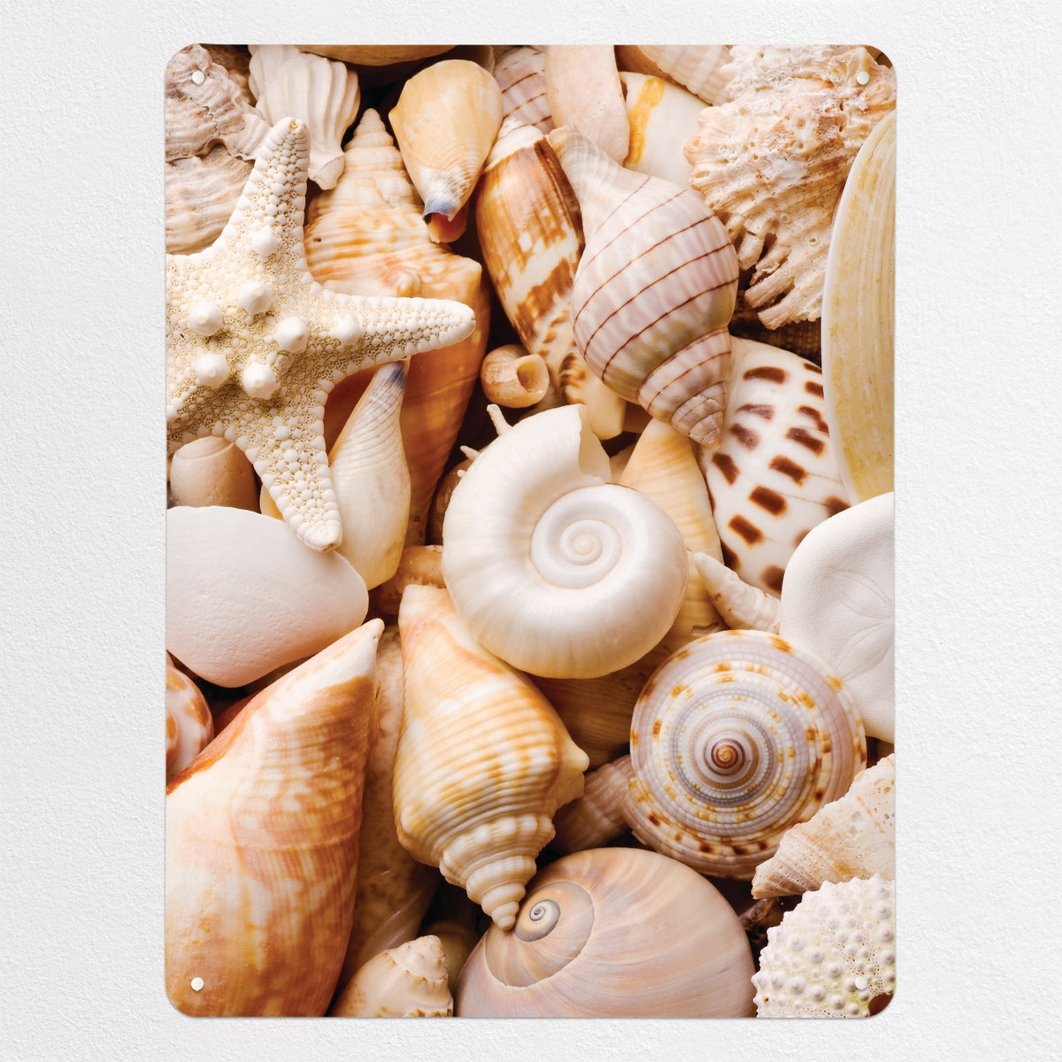 Shells magnetic notice board in Shells, large size, 75 × 100 cm