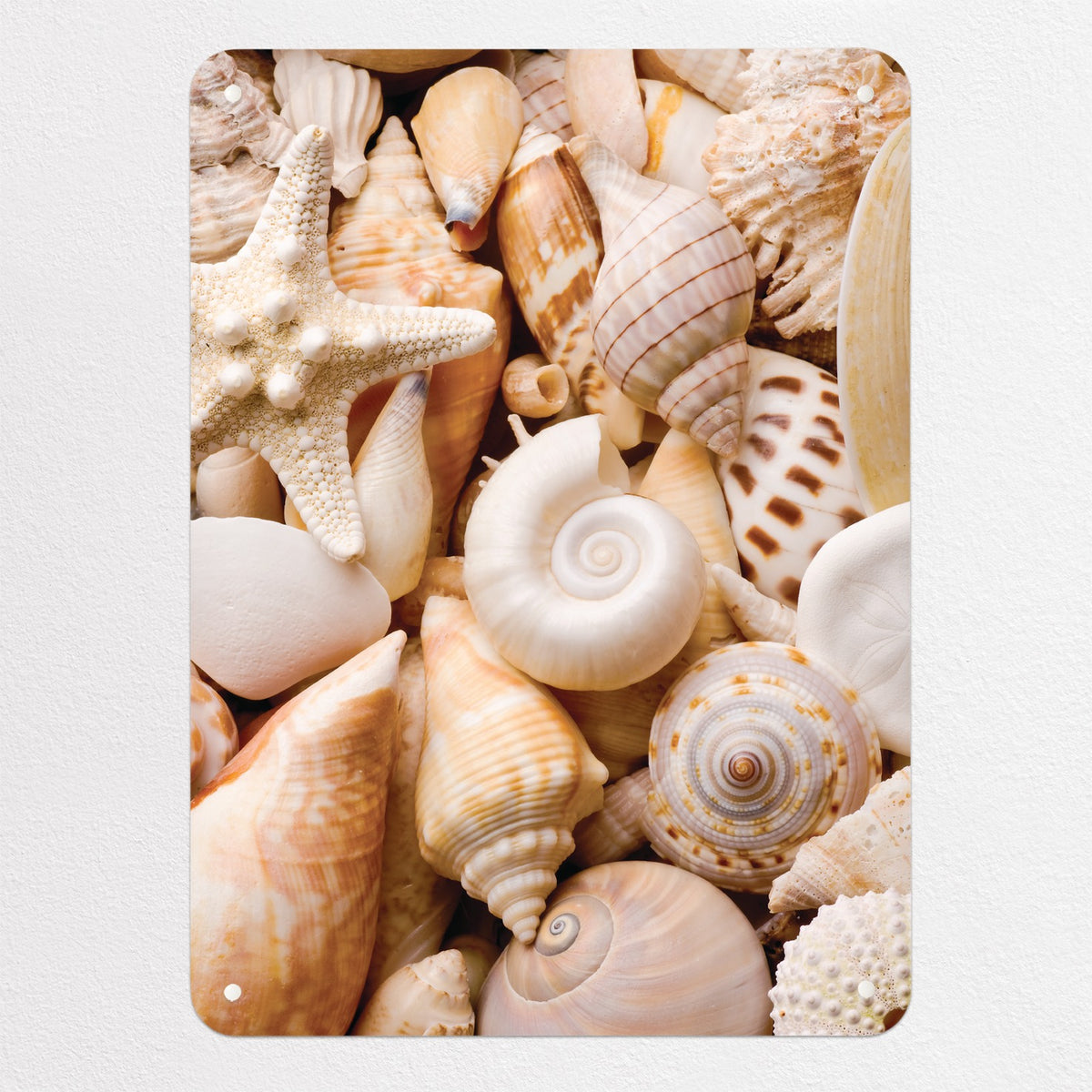 Shells magnetic notice board in Shells, medium size, 55 × 75 cm