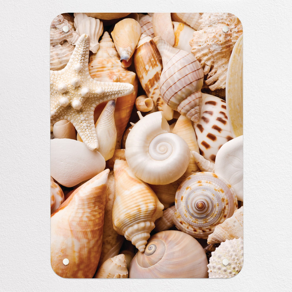 Shells magnetic notice board in Shells, small size, 40 × 55 cm