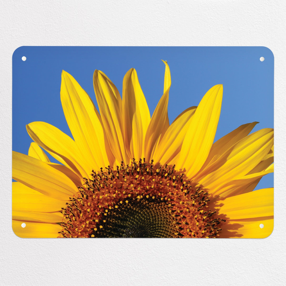 Sunflower magnetic notice board in Sunflower, medium size, 75 × 55 cm