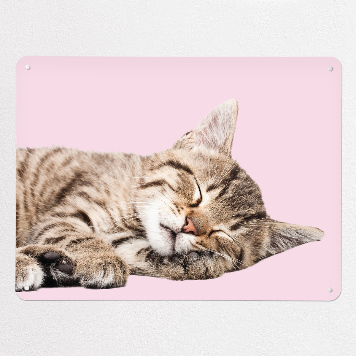 Tabby Kitten magnetic notice board in Tabby Kitten, large size, 100 × 75 cm