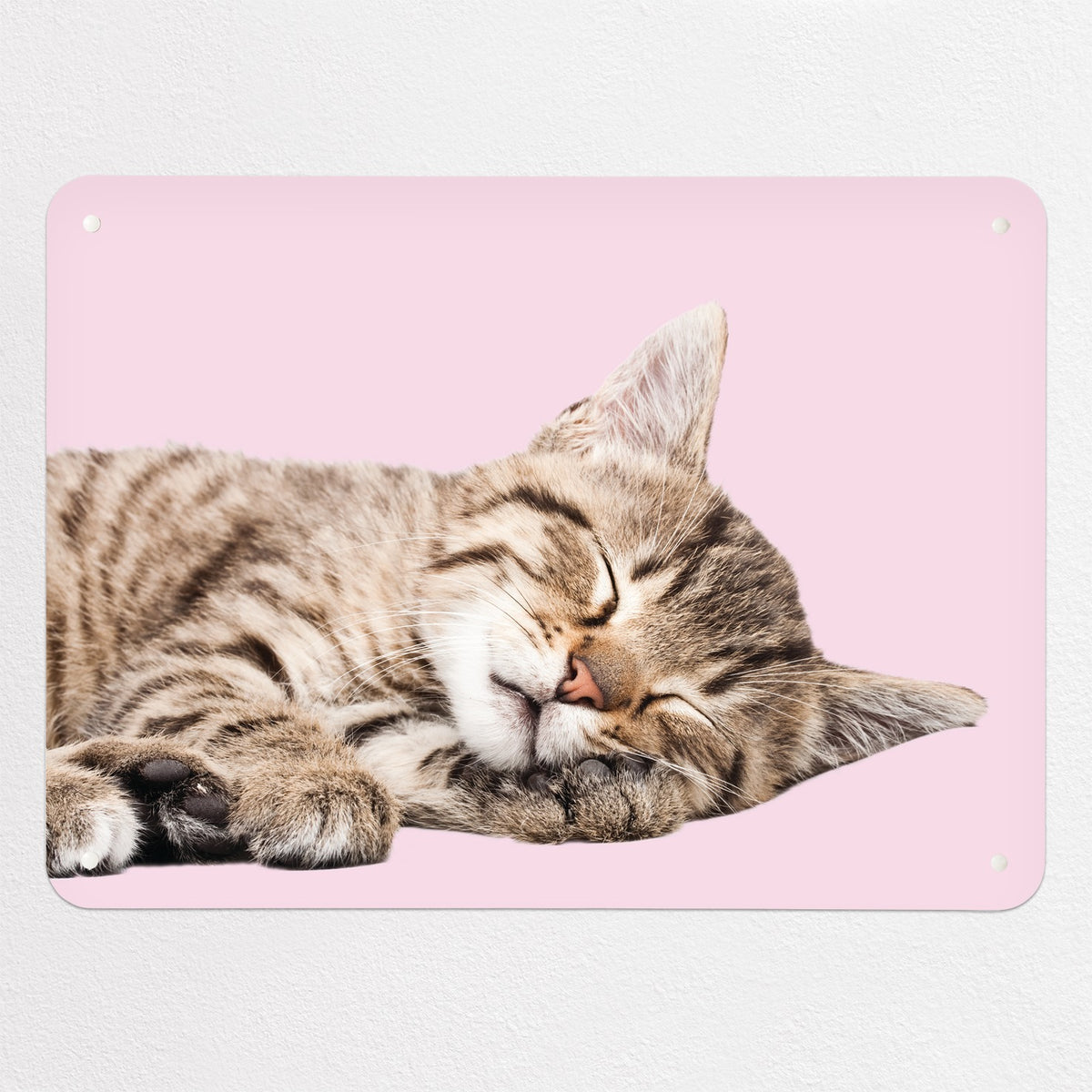 Tabby Kitten magnetic notice board in Tabby Kitten, medium size, 75 × 55 cm
