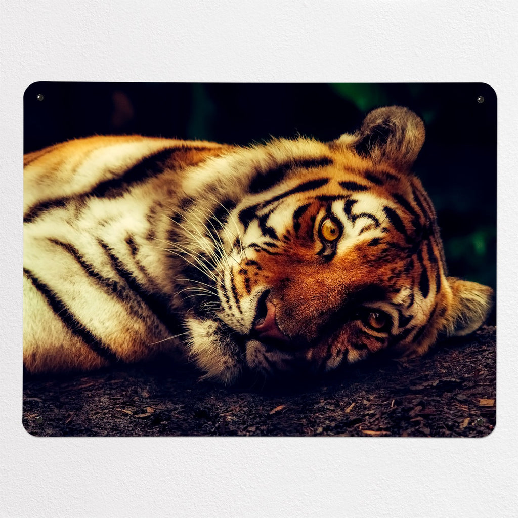 Tiger magnetic notice board, large size, 100 × 75 cm
