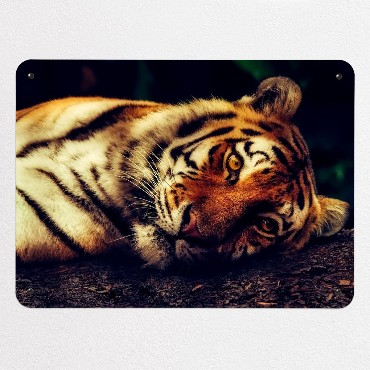 Tiger magnetic notice board, medium size, 75 × 55 cm