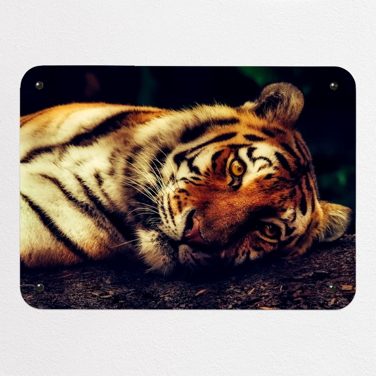 Tiger magnetic notice board, small size, 55 × 40 cm