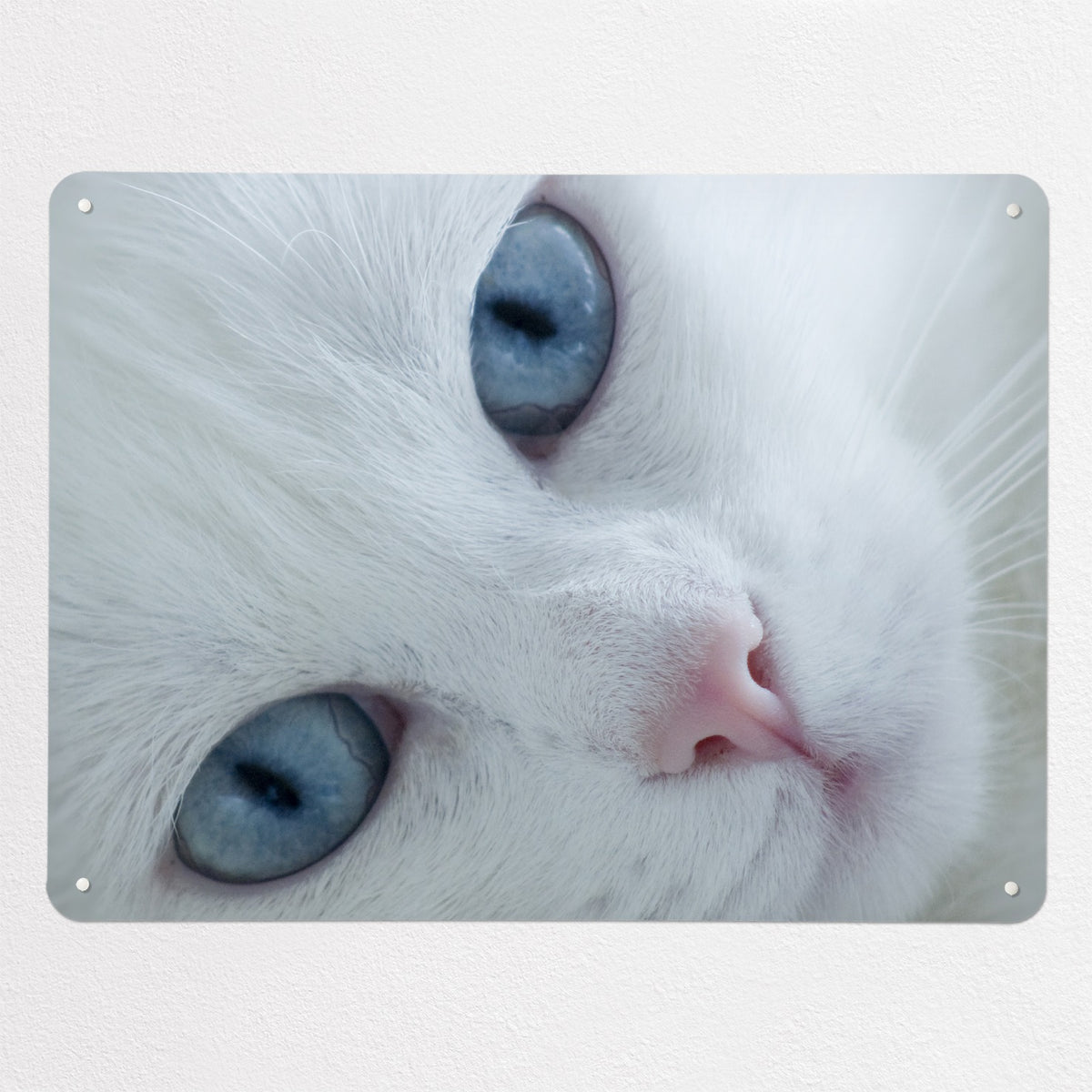 White Cat magnetic notice board, large size, 100 × 75 cm