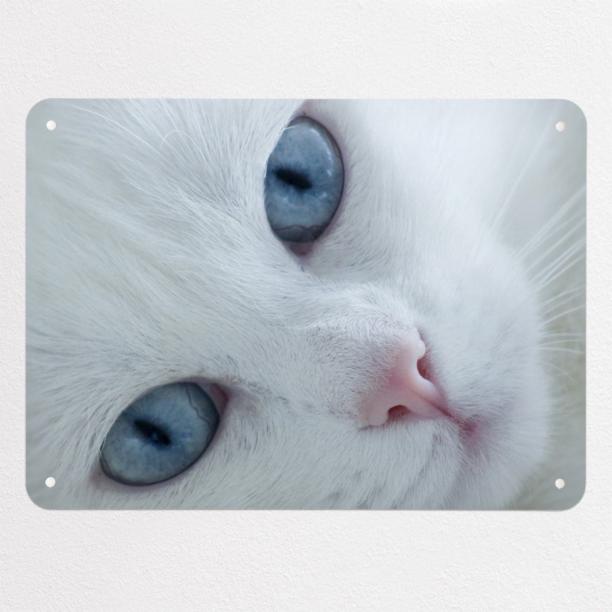White Cat magnetic notice board, medium size, 75 × 55 cm