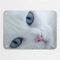 White Cat magnetic notice board, small size, 55 × 40 cm