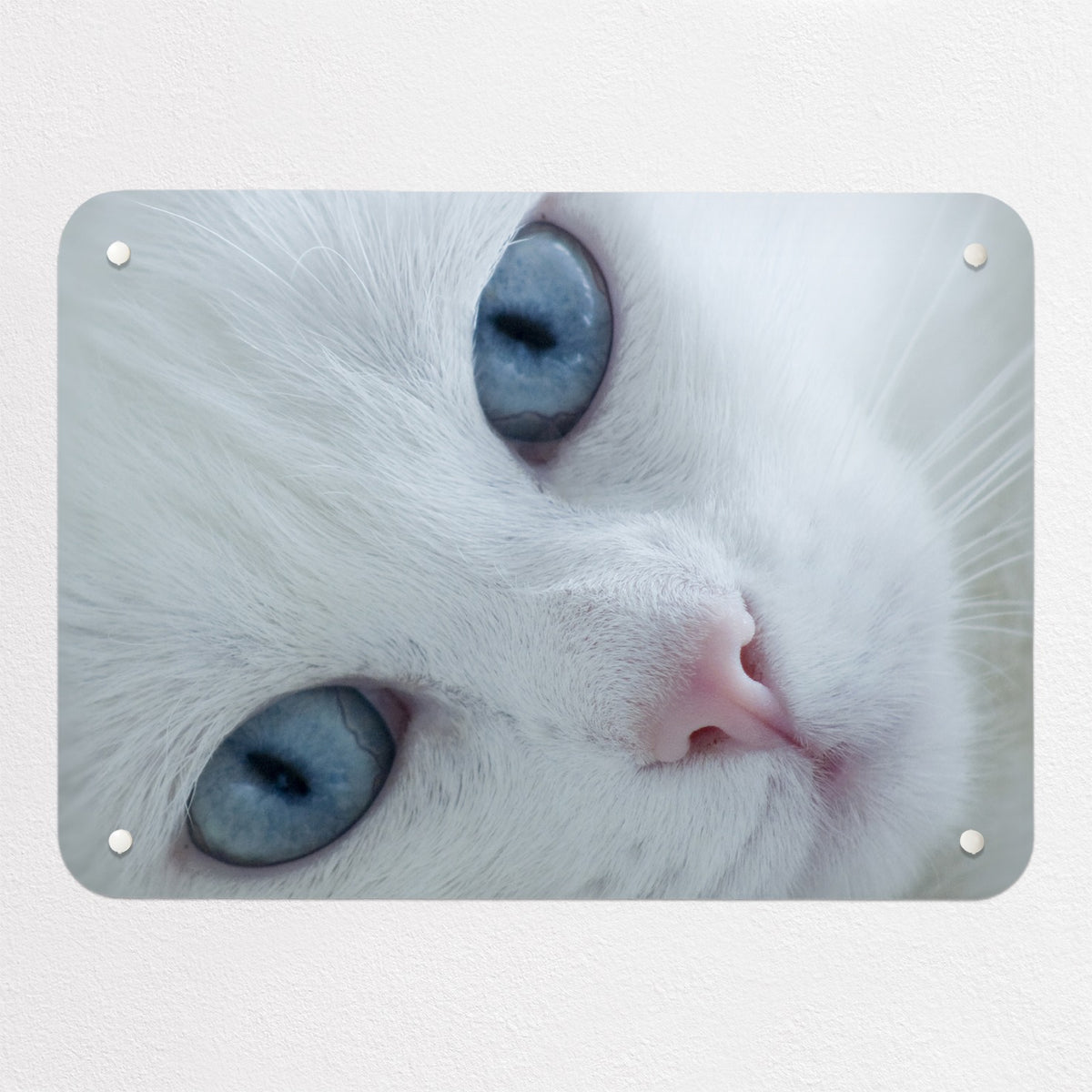 White Cat magnetic notice board, small size, 55 × 40 cm