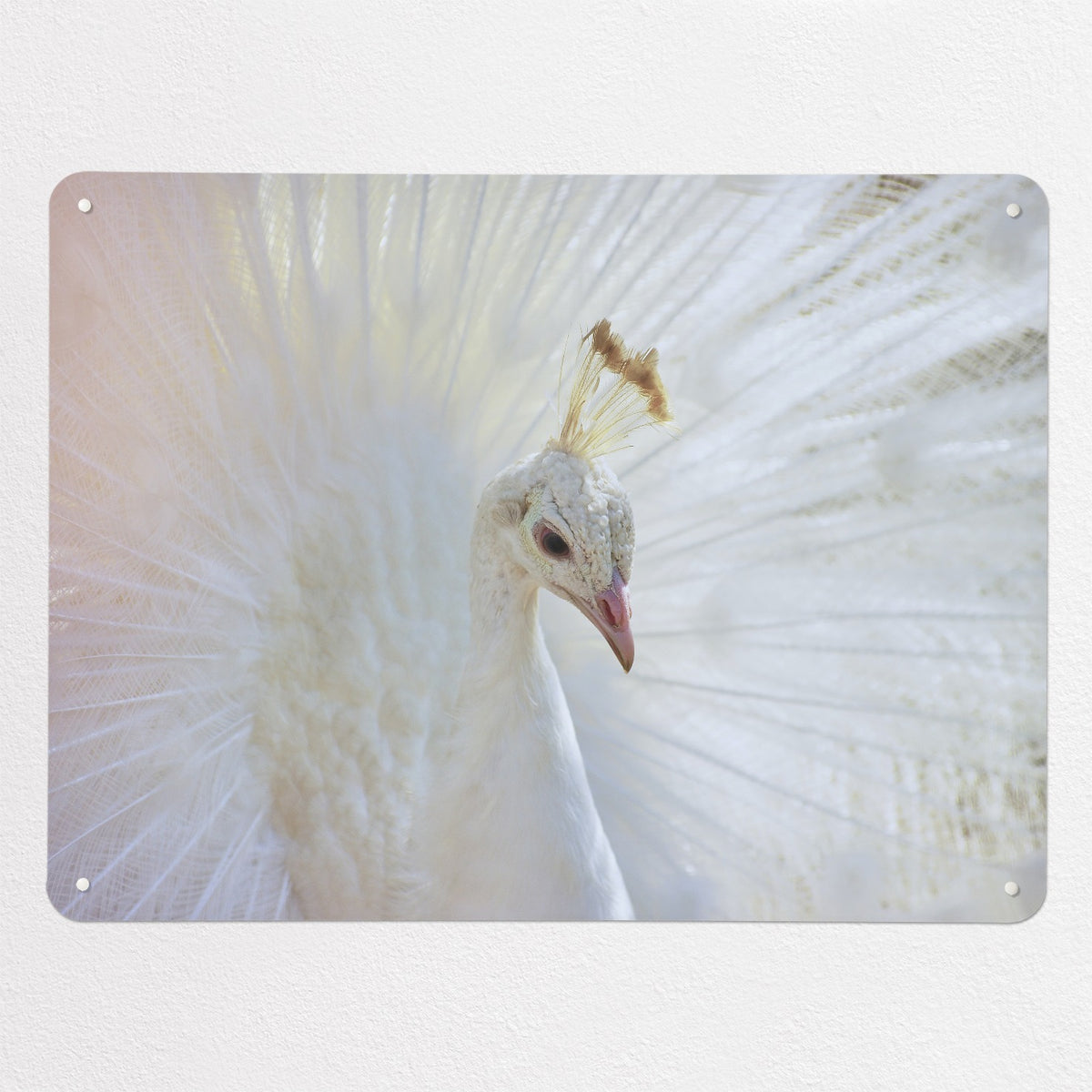 White Peacock magnetic notice board, large size, 100 × 75 cm