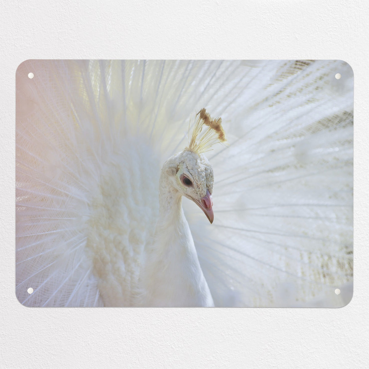 White Peacock magnetic notice board, medium size, 75 × 55 cm