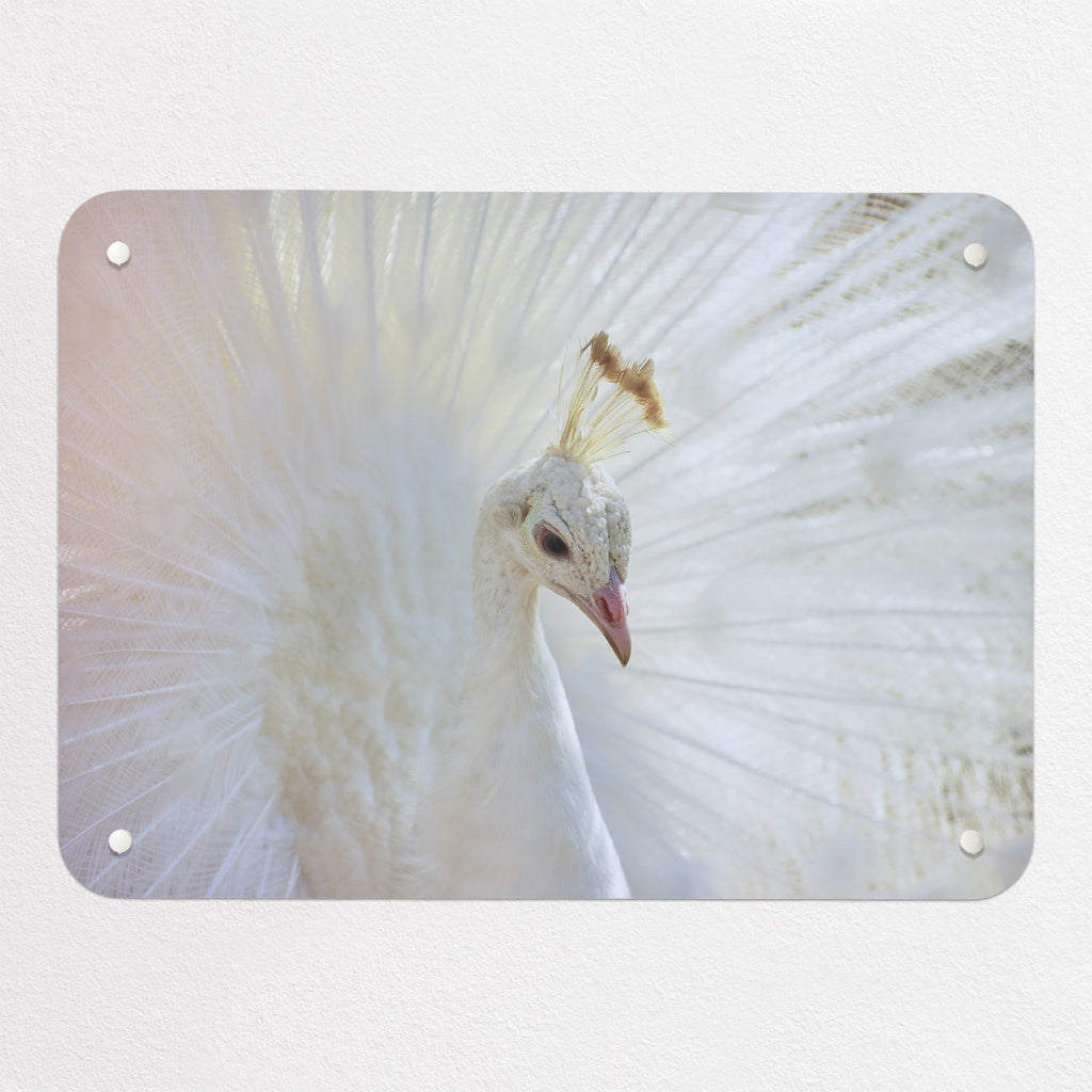 White Peacock magnetic notice board, small size, 55 × 40 cm